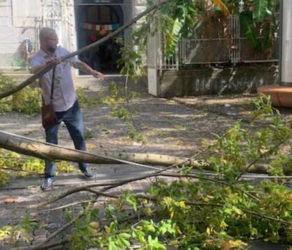 Il Comune di Napoli affronta finalmente il problema degli alberi ed esternalizza la loro manutenzione