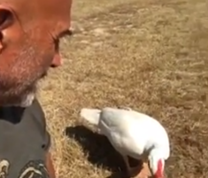 Spalletti, la sua fattoria è un’Arca di Noè: ci sono anche struzzi e alpaca