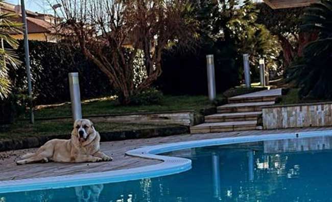 La bellissima casa di Elmas a Napoli: giardino con piscina