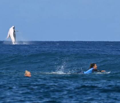 Prima il surfista, ora la balena che salta: Brouillet, il fotografo del surf dell’Afp, è un mostro (FOTO)
